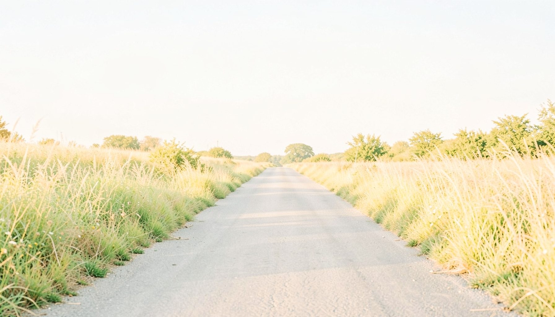 A wide, golden-hour photograph of an open rural road lined with tall grasses, soft cream and amber tones under a clear sky